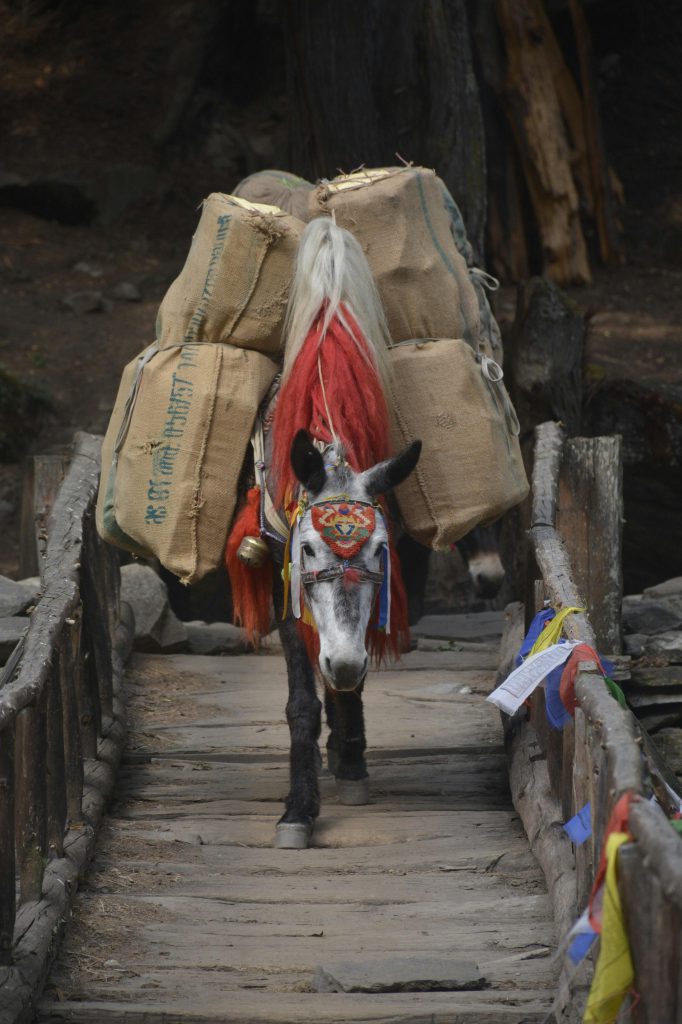 pexels prabin sunar 1117977638 20825691